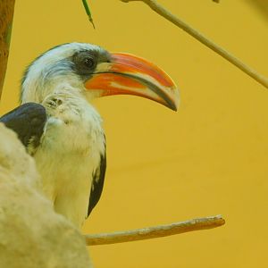Von der Decken's hornbill