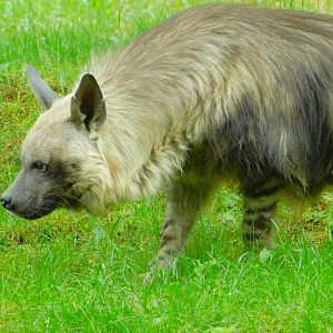Brown Hyena