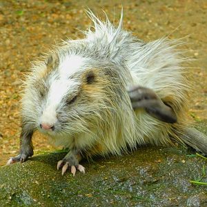 Nutria