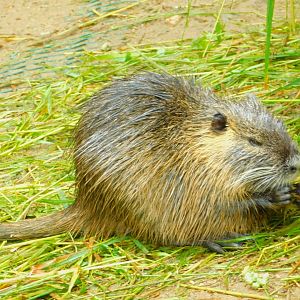 Nutria
