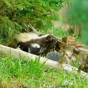 Striped Skunk