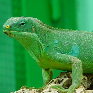 Fiji banded iguana