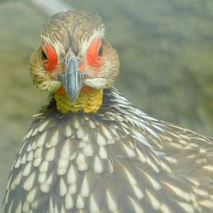 Yellow-throated francolin