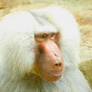 Hamadryas Baboon