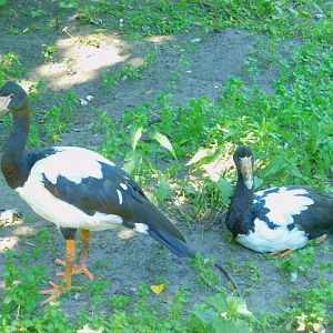 Magpie geese