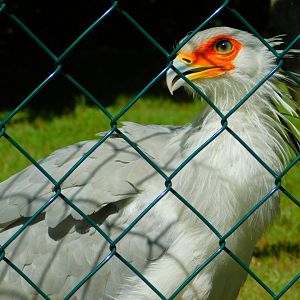 Secretary bird