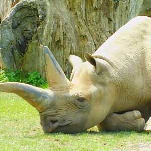 Black rhinoceros