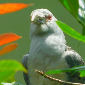 Channel-billed cuckoo