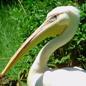 Great white pelican