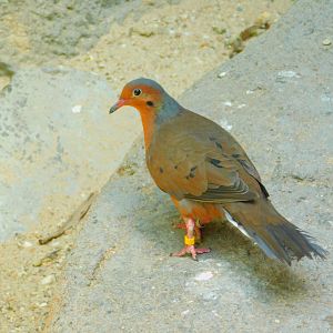 Soccoro dove
