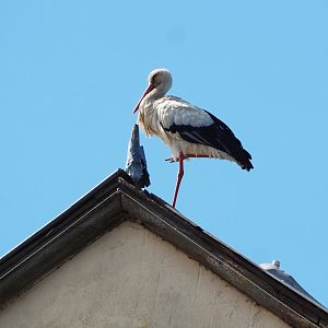 European white stork (Ciconia ciconia ciconia) sitting on top of the entrance gate, 2022-06-28