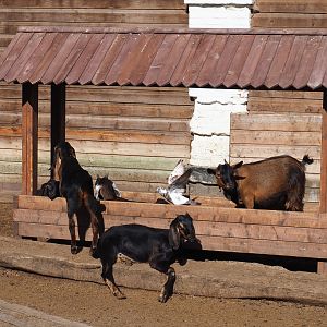 Petting zoo feeder, 2022-06-28
