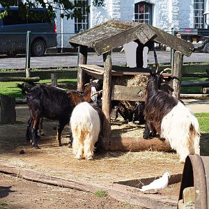 Petting zoo feeder, 2022-06-28