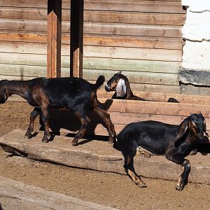 Domestic goats (Capra hircus), 2022-06-28