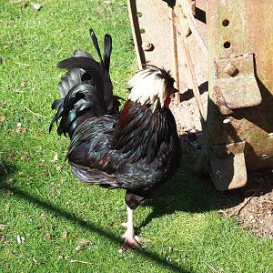 Dutch white-crested rooster (Gallus domesticus), 2022-06-28
