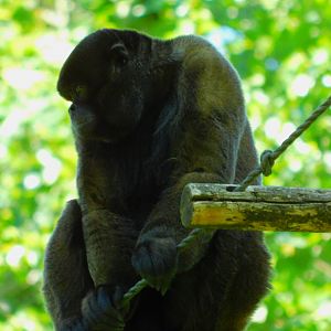 Woolly Monkey