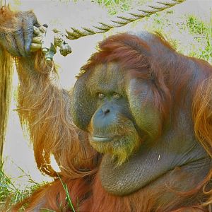 Bornean orangutan