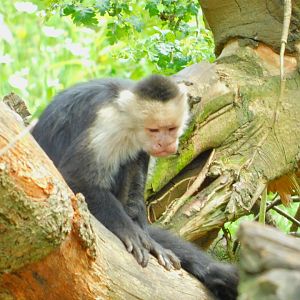 White throated capuchin