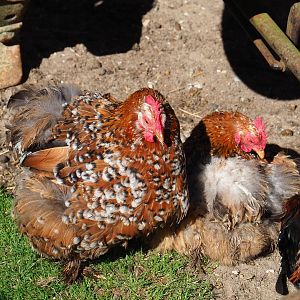 Cochin bantams (Gallus domesticus), 2022-06-28