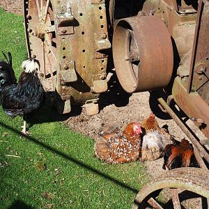 Domestic chickens (Gallus domesticus), 2022-06-28