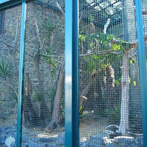 Spix's macaw aviary, 2022-06-28