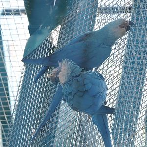 Spix's macaws (Cyanopsitta spixii), 2022-06-28