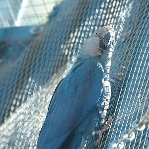 Spix's macaw (Cyanopsitta spixii), 2022-06-28