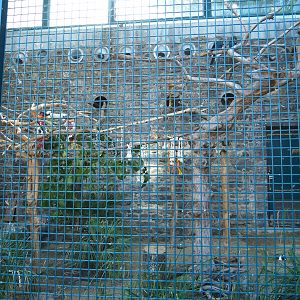 Lear's macaw aviary, 2022-06-28