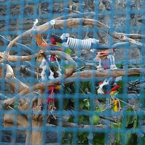 Macaw enrichment materials, 2022-06-28