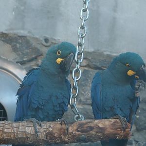 Lear's macaws (Anodorhynchus leari), 2022-06-28