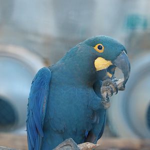 Lear's macaw (Anodorhynchus leari), 2022-06-28