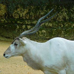 Addax