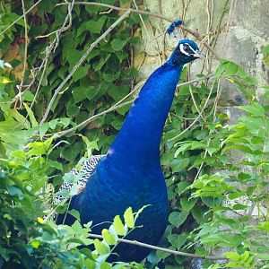Blue peafowl (Pavo cristatus), 2022-06-28