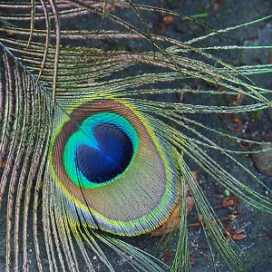 Detail of a molted Blue peafowl (Pavo cristatus) tail feather, 2022-06-28