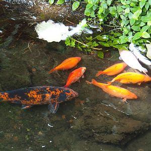 Koi (Cyprinus rubrofuscus) and Goldfish (Carassius auratus), 2022-06-28
