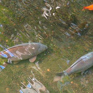 Common carp (Cyprinus carpio) and Goldfish (Carassius auratus), 2022-06-28