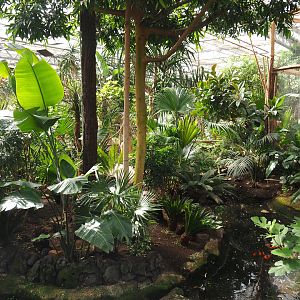 Oasis - Lesser flamingo exhibit, 2022-06-28