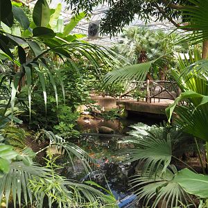 Oasis - Lesser flamingo exhibit, 2022-06-28