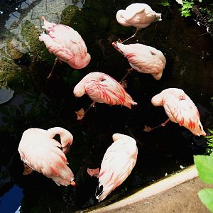 Lesser flamingos (Phoeniconaias minor), 2022-06-28