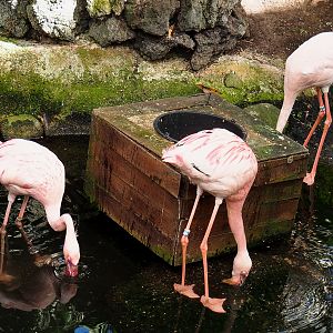 Lesser flamingos (Phoeniconaias minor), 2022-06-28