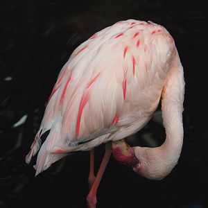 Lesser flamingo (Phoeniconaias minor), 2022-06-28