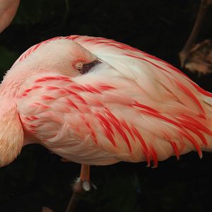 Lesser flamingo (Phoeniconaias minor), 2022-06-28