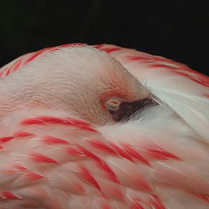 Lesser flamingo (Phoeniconaias minor), 2022-06-28