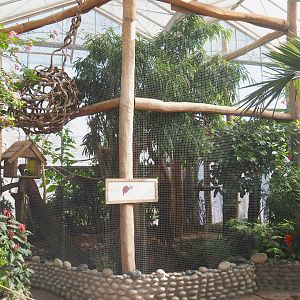 Oasis - Cotton-top tamarin exhibit, 2022-06-28