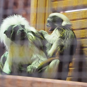 Cotton-top tamarin (Saguinus oedipus) with baby, 2022-06-28