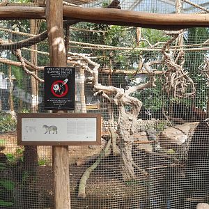Oasis - Azara's agouti exhibit, 2022-06-28
