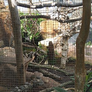 Oasis - Azara's agouti exhibit, 2022-06-28