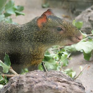 Azara's agouti (Dasyprocta azarae), 2022-06-28