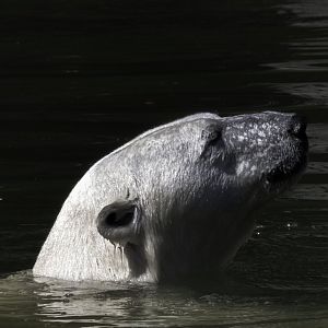Polar Bear female (2022)