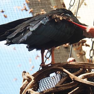 Southern bald ibis (Geronticus calvus), 2022-06-28